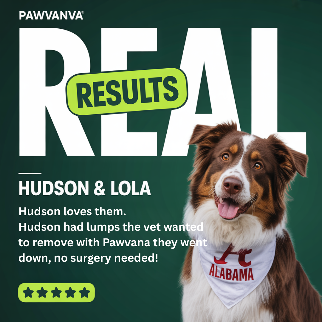 Turkey Tail + Probiotic Scoops