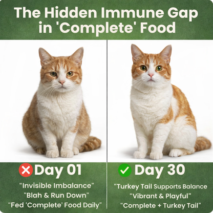 Turkey Tail Immune Support for Cats