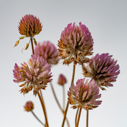 Post Op Lymphatic Drainage Drops